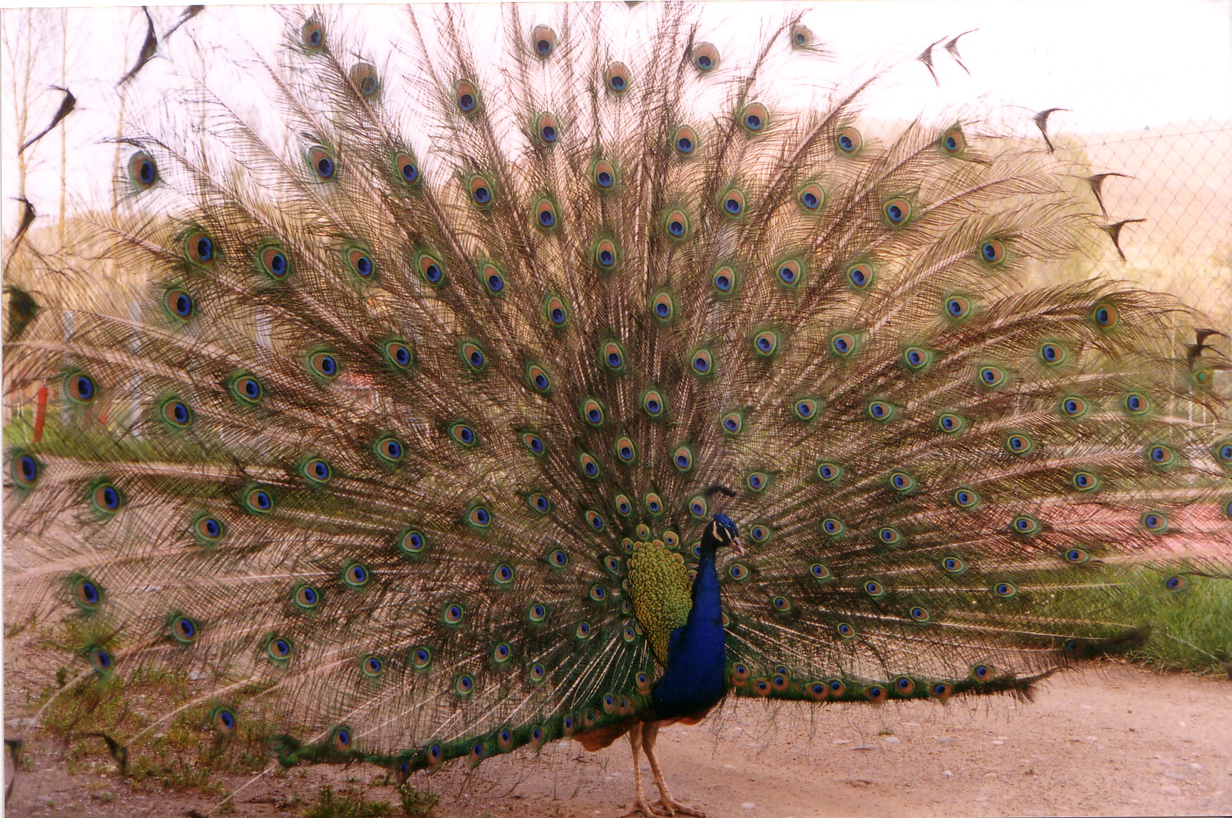 Image 1